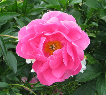 Хевенли Пинк (Heavenly Pink)