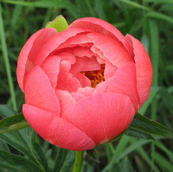 Корал Чарм (Coral Charm)