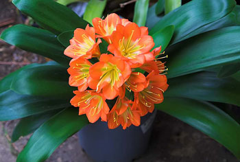 Clivia_01.jpg