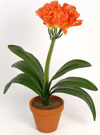 Clivia_02.jpg