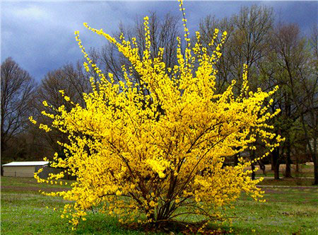 Forsythia_01.jpg