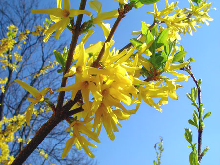 Forsythia_02.jpg