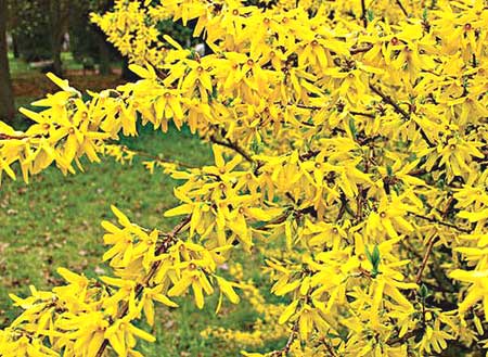 Forsythia_04.jpg