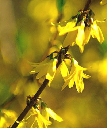 Forsythia_06.jpg