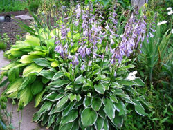 Hosta.jpg