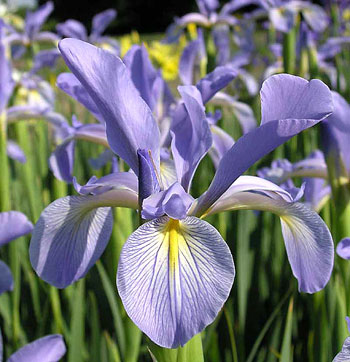 Iris_sp_01.jpg