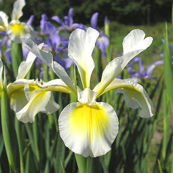 Iris_sp_02.jpg