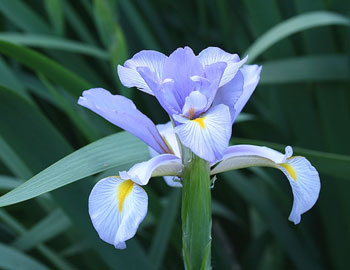 Iris_sp_03.jpg