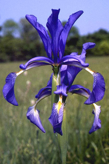 Iris_sp_04.jpg