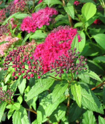 Spiraea_04.jpg