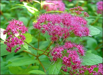 Spiraea_05.jpg