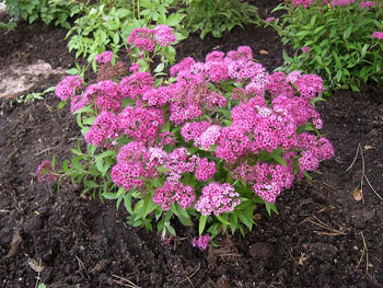 Spiraea_06.jpg