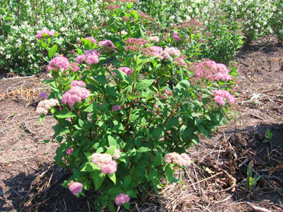 Spiraea_07.jpg