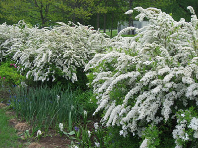 Spiraea_10.jpg