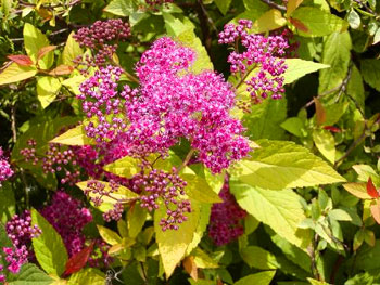 Spiraea_bumalda_03.jpg