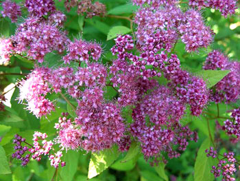 Spiraea_japonica_01.jpg