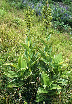 Veratrum_lobelianum.jpg