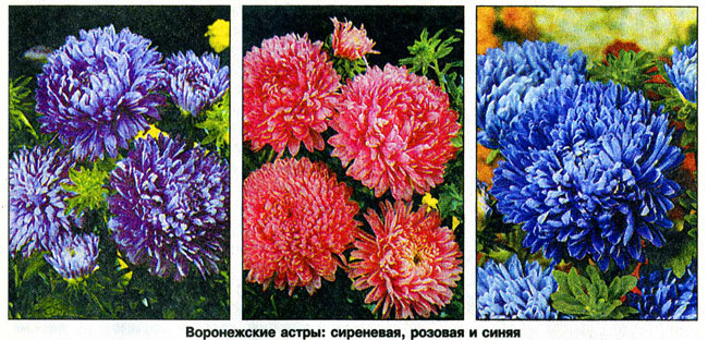 asters_01.jpg