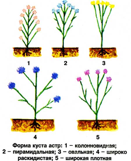 asters_02.jpg