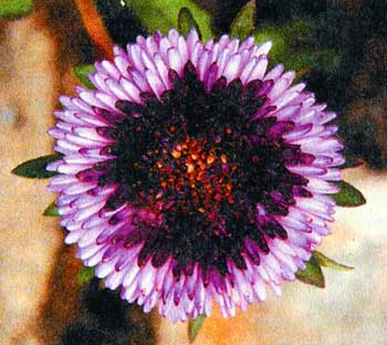 asters_06.jpg