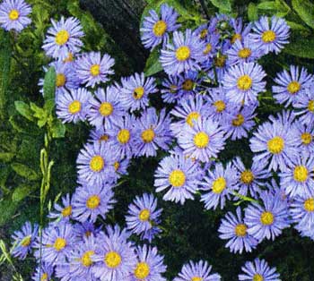 asters_07.jpg