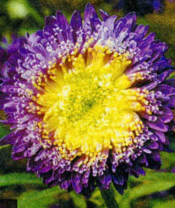 asters_08.jpg