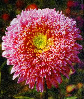 asters_09.jpg