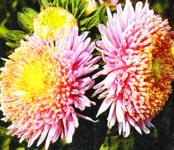 asters_10.jpg