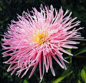 asters_12.jpg