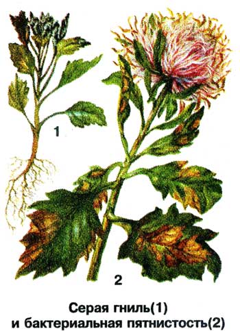 asters_21.jpg