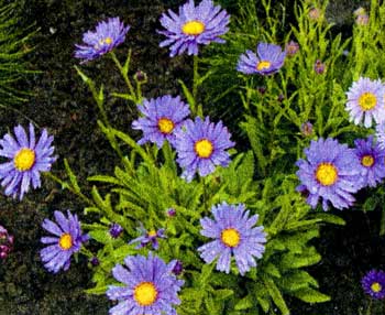 asters_26.jpg