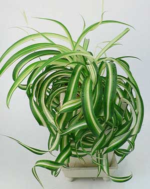 chlorophytum_016.jpg