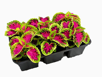 coleus_01.jpg