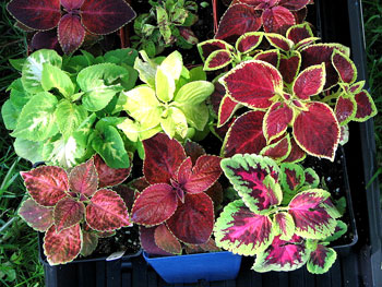 coleus_02.jpg