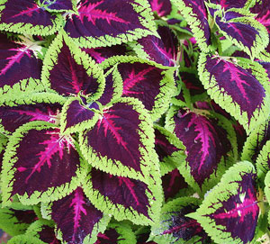 coleus_03.jpg