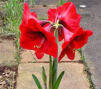 gippeastrum_01.jpg