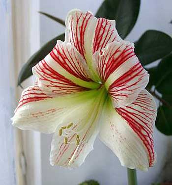 gippeastrum_02.jpg