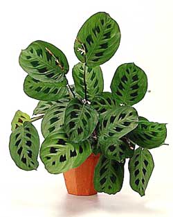 maranta_01.jpg