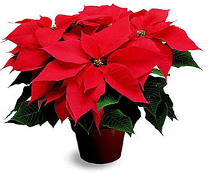 poinsettia.jpg