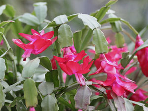 schlumbergera_01.jpg