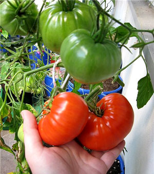Выращивание  помидоров