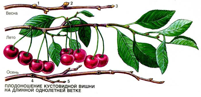 cherry_02_2.jpg