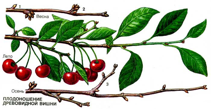 cherry_02_3.jpg