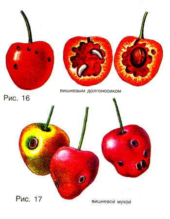 cherry_08_1.jpg