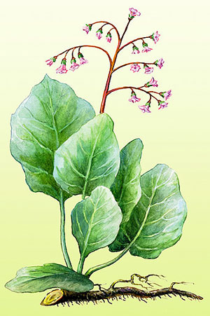   (Bergenia crassifolia)