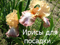 banner_niz_02.jpg