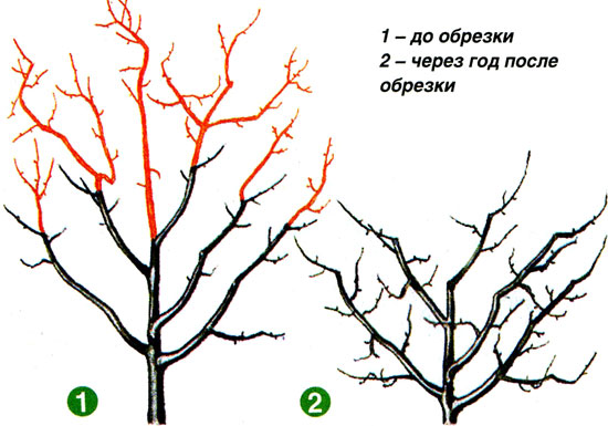 planirovka_09_1.jpg