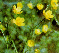 flower_n_40.jpg