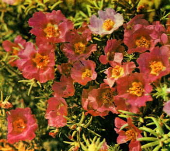 flower_n_44.jpg