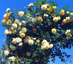 сорт розы 'Morgensonne 88'